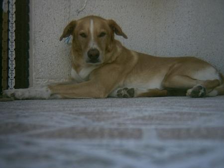 tobi