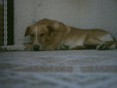 tobi